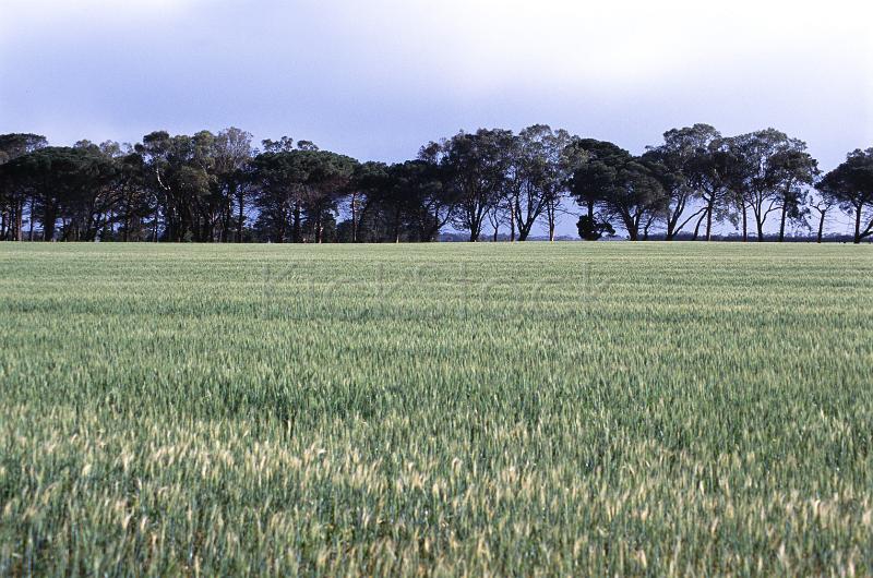 rural victroian farmland, australia