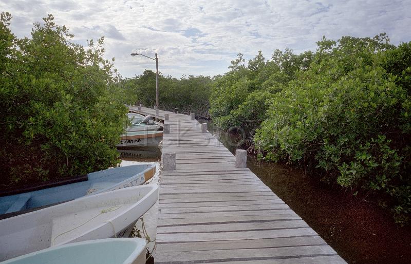 grain: boardwalk bridge through mangroves, mexico