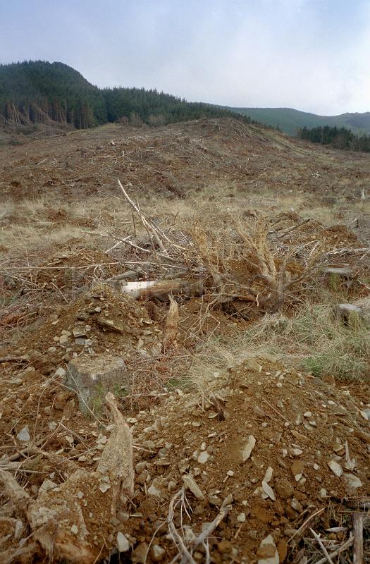 ramains of a forest after logging