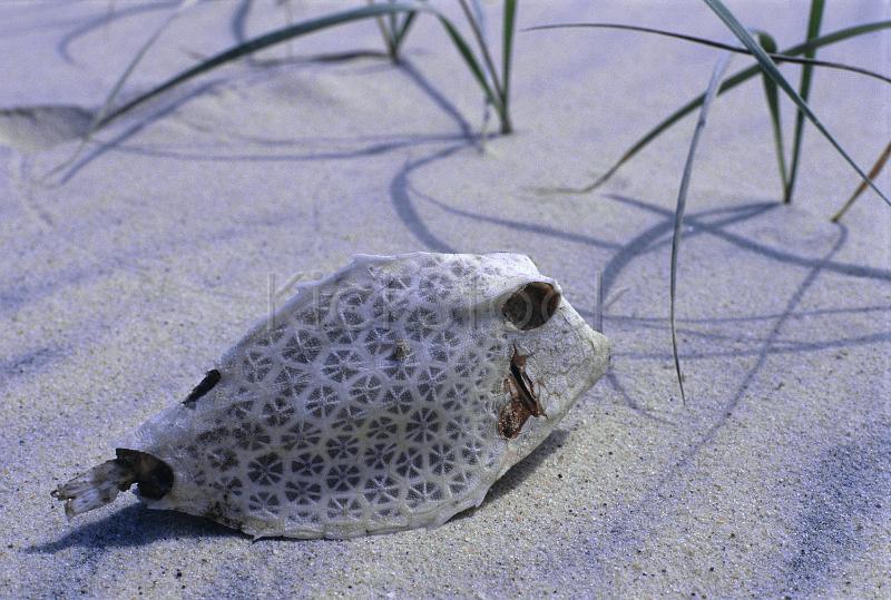 a long dead fish, laying high and dry on a beach