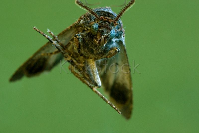macro image of a moth on a green background