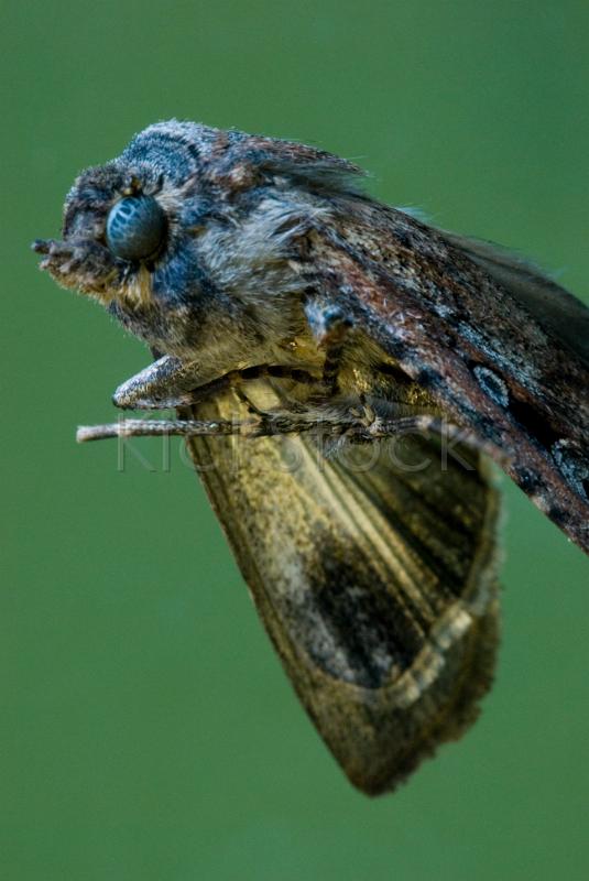 macro image of a moth on a green background