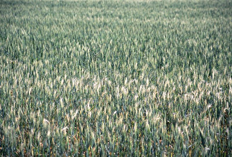 crops growing in a field