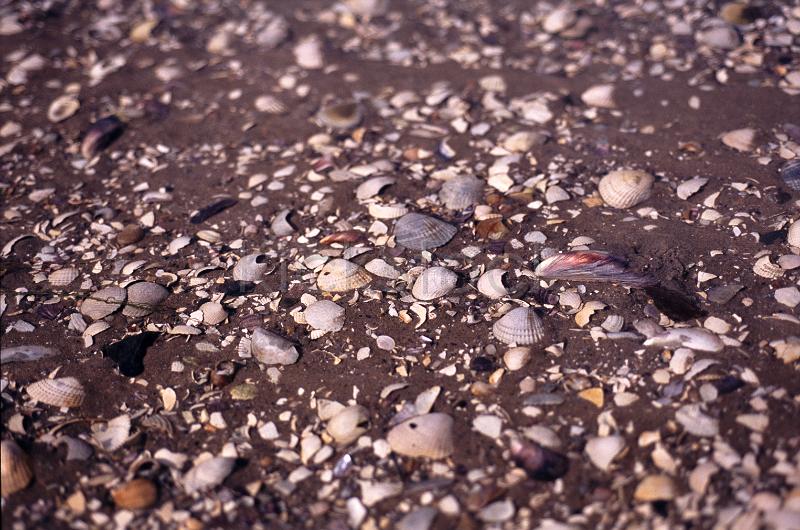 shells on a muddy beach