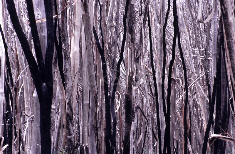 vertical abstract pattern of tree limbs